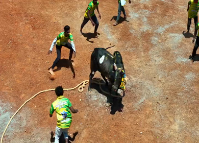 16th January 2026 : Aerial View of Jallikattu Event Traditional Tamil Bull Taming Sport Tamil Nadu India