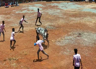 16th January 2026 : Aerial View of Jallikattu Event Traditional Tamil Bull Taming Sport Tamil Nadu India