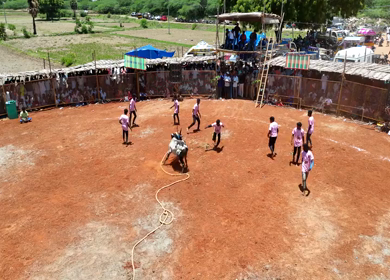 16th January 2026 : Aerial View of Jallikattu Event Traditional Tamil Bull Taming Sport Tamil Nadu India