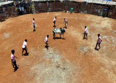 16th January 2026 : Aerial View of Jallikattu Event Traditional Tamil Bull Taming Sport Tamil Nadu India