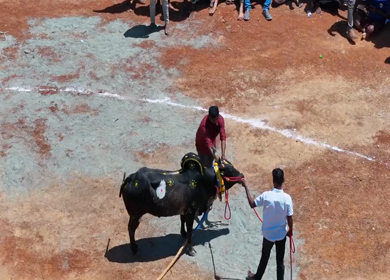 16th January 2026 : Aerial View of Jallikattu Event Traditional Tamil Bull Taming Sport Tamil Nadu India