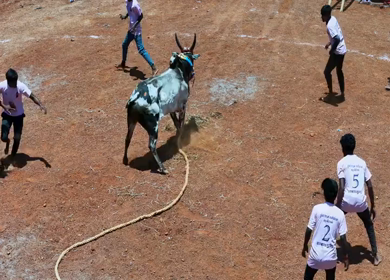 16th January 2026 : Aerial View of Jallikattu Event Traditional Tamil Bull Taming Sport Tamil Nadu India