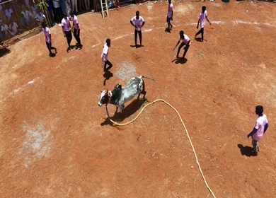 16th January 2026 : Aerial View of Jallikattu Event Traditional Tamil Bull Taming Sport Tamil Nadu India