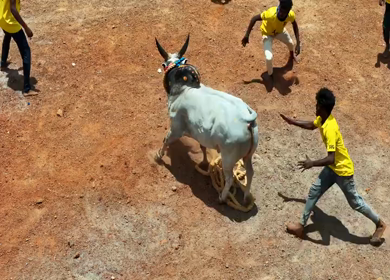 16th January 2026 : Aerial View of Jallikattu Event Traditional Tamil Bull Taming Sport Tamil Nadu India