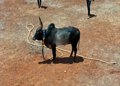 16th January 2026 : Aerial View of Jallikattu Event Traditional Tamil Bull Taming Sport Tamil Nadu India