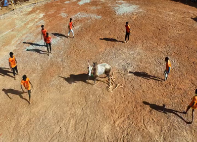 16th January 2026 : Aerial View of Jallikattu Event Traditional Tamil Bull Taming Sport Tamil Nadu India
