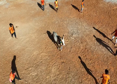 16th January 2026 : Aerial View of Jallikattu Event Traditional Tamil Bull Taming Sport Tamil Nadu India
