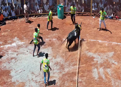 16th January 2026 : Aerial View of Jallikattu Event Traditional Tamil Bull Taming Sport Tamil Nadu India