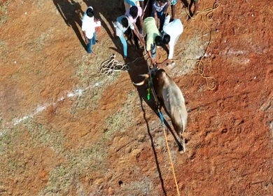 16th January 2026 : Aerial View of Jallikattu Event Traditional Tamil Bull Taming Sport Tamil Nadu India
