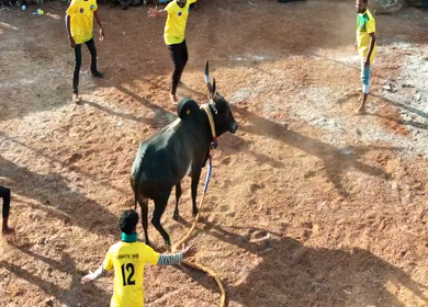 16th January 2026 : Aerial View of Jallikattu Event Traditional Tamil Bull Taming Sport Tamil Nadu India