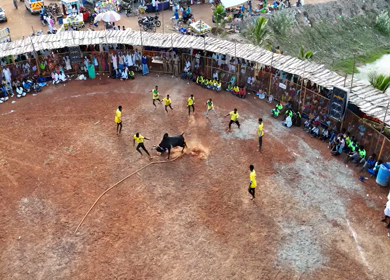 16th January 2026 : Aerial View of Jallikattu Event Traditional Tamil Bull Taming Sport Tamil Nadu India