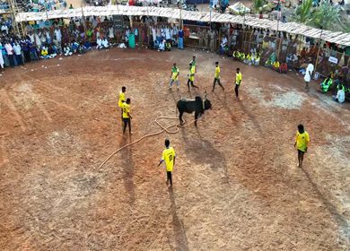 16th January 2026 : Aerial View of Jallikattu Event Traditional Tamil Bull Taming Sport Tamil Nadu India