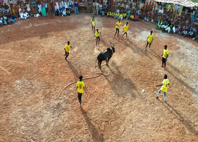 16th January 2026 : Aerial View of Jallikattu Event Traditional Tamil Bull Taming Sport Tamil Nadu India