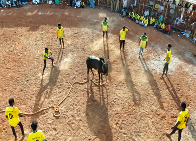 16th January 2026 : Aerial View of Jallikattu Event Traditional Tamil Bull Taming Sport Tamil Nadu India
