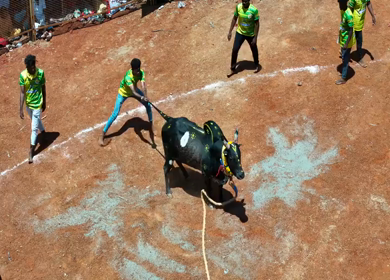 16th January 2026 : Aerial View of Jallikattu Event Traditional Tamil Bull Taming Sport Tamil Nadu India