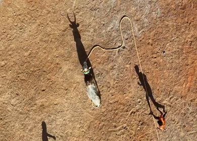 Aerial View of Jallikattu Event Traditional Tamil Bull Taming Sport Tamil Nadu India