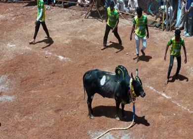16th January 2026 : Aerial View of Jallikattu Event Traditional Tamil Bull Taming Sport Tamil Nadu India