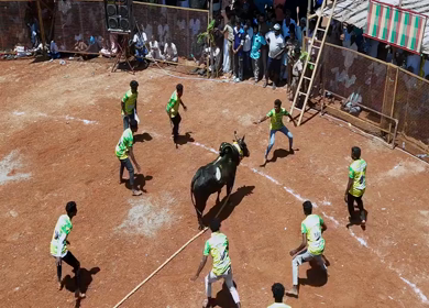 16th January 2026 : Aerial View of Jallikattu Event Traditional Tamil Bull Taming Sport Tamil Nadu India