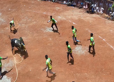 16th January 2026 : Aerial View of Jallikattu Event Traditional Tamil Bull Taming Sport Tamil Nadu India