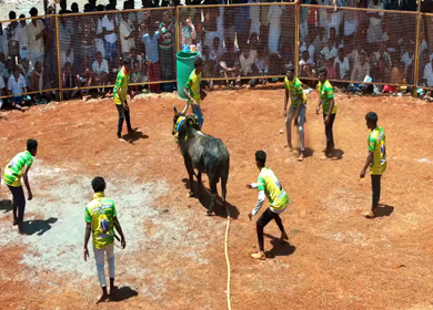 16th January 2026 : Aerial View of Jallikattu Event Traditional Tamil Bull Taming Sport Tamil Nadu India