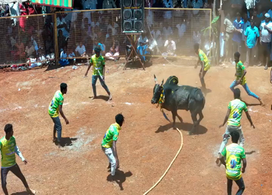 16th January 2026 : Aerial View of Jallikattu Event Traditional Tamil Bull Taming Sport Tamil Nadu India