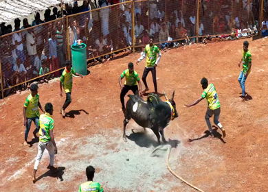 16th January 2026 : Aerial View of Jallikattu Event Traditional Tamil Bull Taming Sport Tamil Nadu India