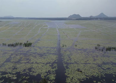 Aerial View of Kondakarla Ava Lake and Lotus Wetland Near Visakhapatnam Andhra Pradesh
