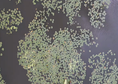Aerial View of Kondakarla Ava Lake and Lotus Wetland Near Visakhapatnam Andhra Pradesh