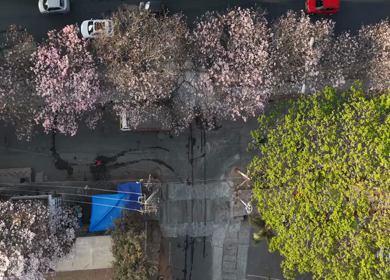 Aerial View of Metro Line and Road at Silk Board Junction with Pink Blossom Trees Bengaluru