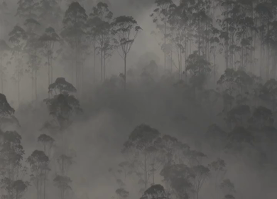Aerial View of Misty Forest Landscape Along Munnar Gap Road Kerala India