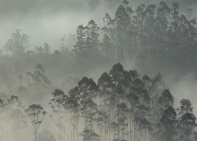 Aerial View of Misty Forest Landscape Along Munnar Gap Road Kerala India