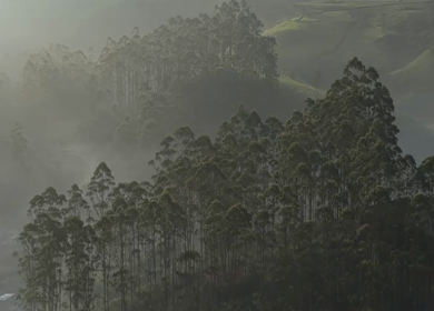 Aerial View of Misty Forest Landscape Along Munnar Gap Road Kerala India