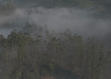 Aerial View of Misty Forest Landscape Along Munnar Gap Road Kerala India