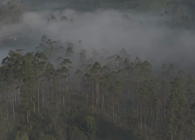 Aerial View of Misty Forest Landscape Along Munnar Gap Road Kerala India