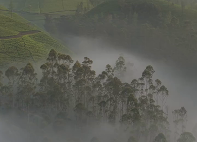 Aerial View of Misty Forest Landscape Along Munnar Gap Road Kerala India