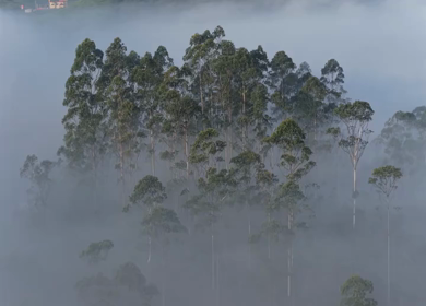 Aerial View of Misty Forest Landscape Along Munnar Gap Road Kerala India