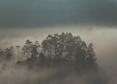 Aerial View of Misty Forest Landscape Along Munnar Gap Road Kerala India