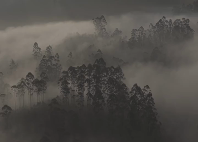 Aerial View of Misty Forest Landscape Along Munnar Gap Road Kerala India