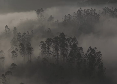Aerial View of Misty Forest Landscape Along Munnar Gap Road Kerala India