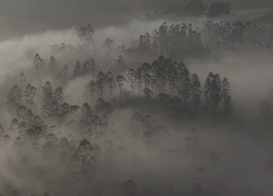 Aerial View of Misty Forest Landscape Along Munnar Gap Road Kerala India
