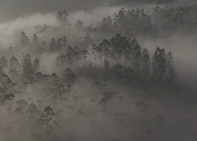 Aerial View of Misty Forest Landscape Along Munnar Gap Road Kerala India