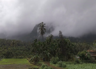 Aerial View of Palm Trees and Mist Covered Hills Western Ghats Karnataka