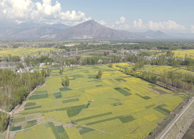 Aerial View of Pampore Farmland with Railway Track Srinagar Kashmir