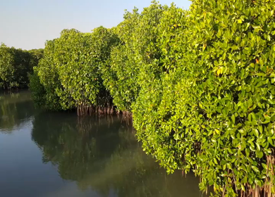 Aerial View of Pichavaram Mangrove Forest Near Bay of Bengal Tamil Nadu