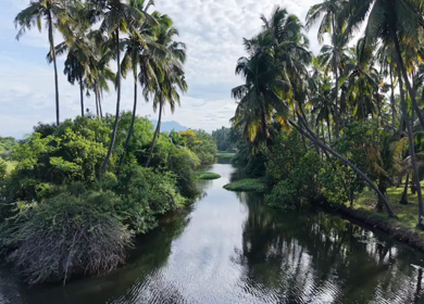 Aerial View of Poovar Beach and Backwater Confluence Kerala India