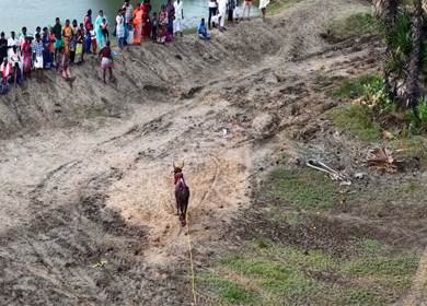 15th January 2026 : Aerial View of Pulyal Manjuvirattu Bull Taming Festival in Tamil Nadu India