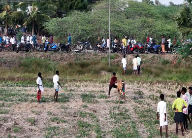 15th January 2026 : Aerial View of Pulyal Manjuvirattu Bull Taming Festival in Tamil Nadu India