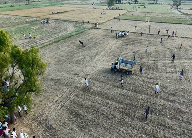 Aerial View of Pulyal Manjuvirattu Bull Taming Festival in Tamil Nadu India