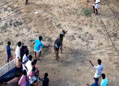 15th January 2026 : Aerial View of Pulyal Manjuvirattu Bull Taming Festival in Tamil Nadu India