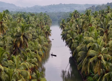 Aerial View of Winding River Through Dense Coconut Palm Groves in Honnavar, Karnataka, India